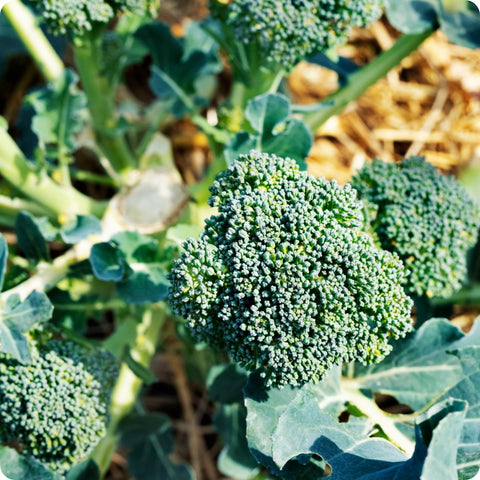 Broccoli Seeds - Green Sprouting Calabrese