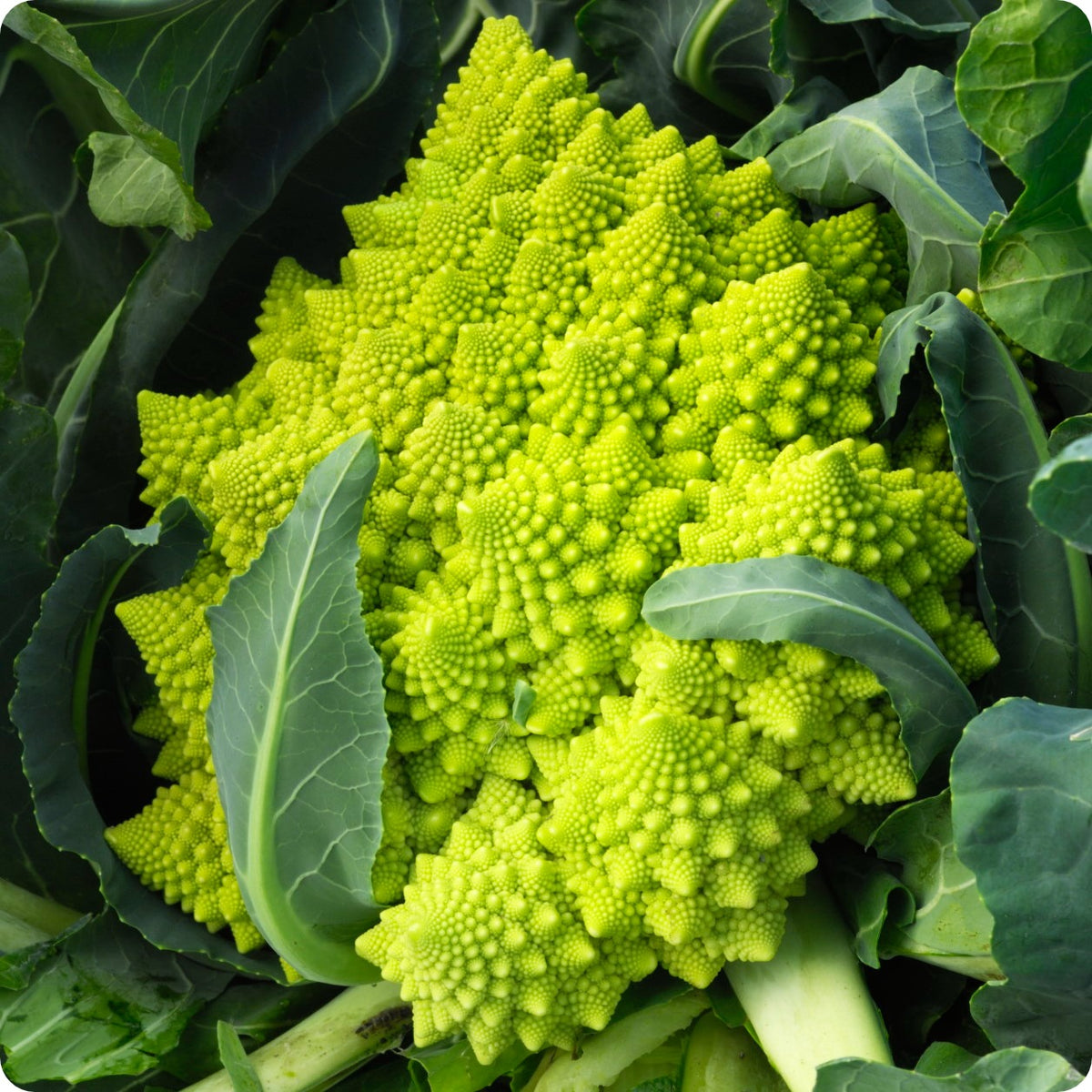 Broccoli Seeds - Romanesco – The Incredible Seed Company Ltd