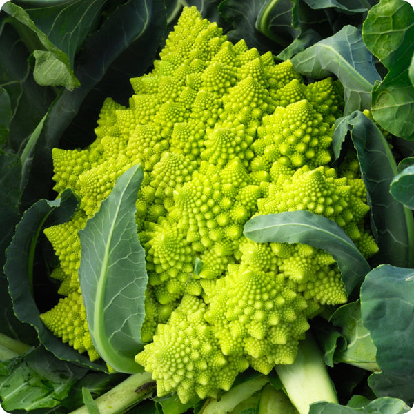 Broccoli Seeds - Romanesco