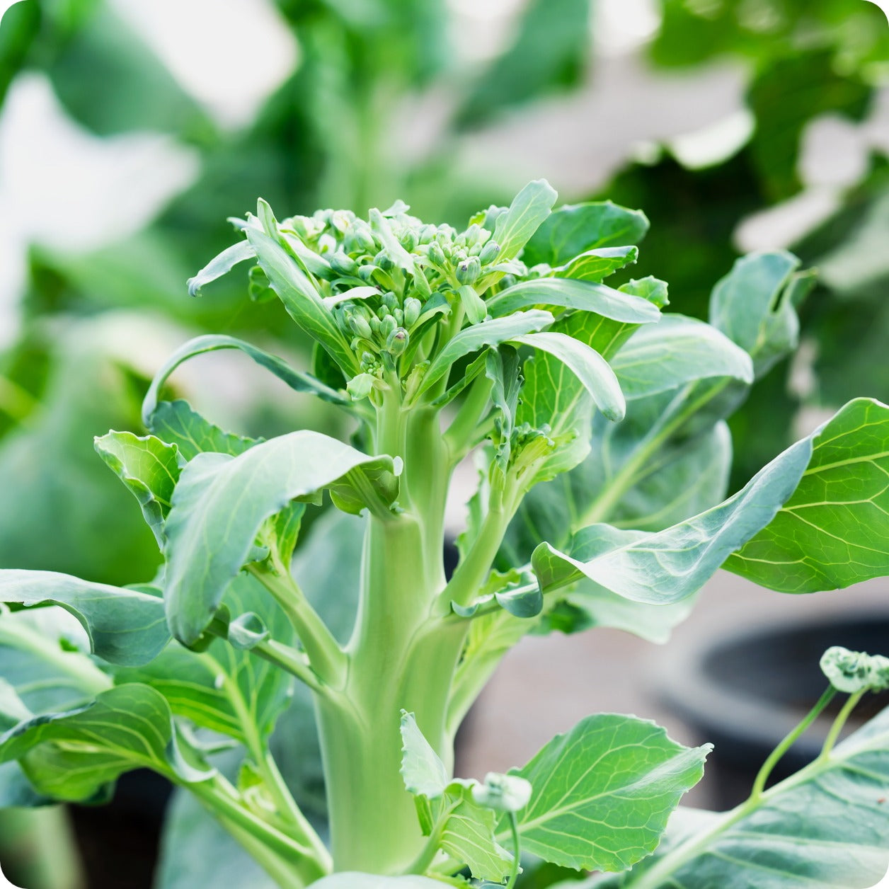planting chinese broccoli seeds Broccoli Seeds