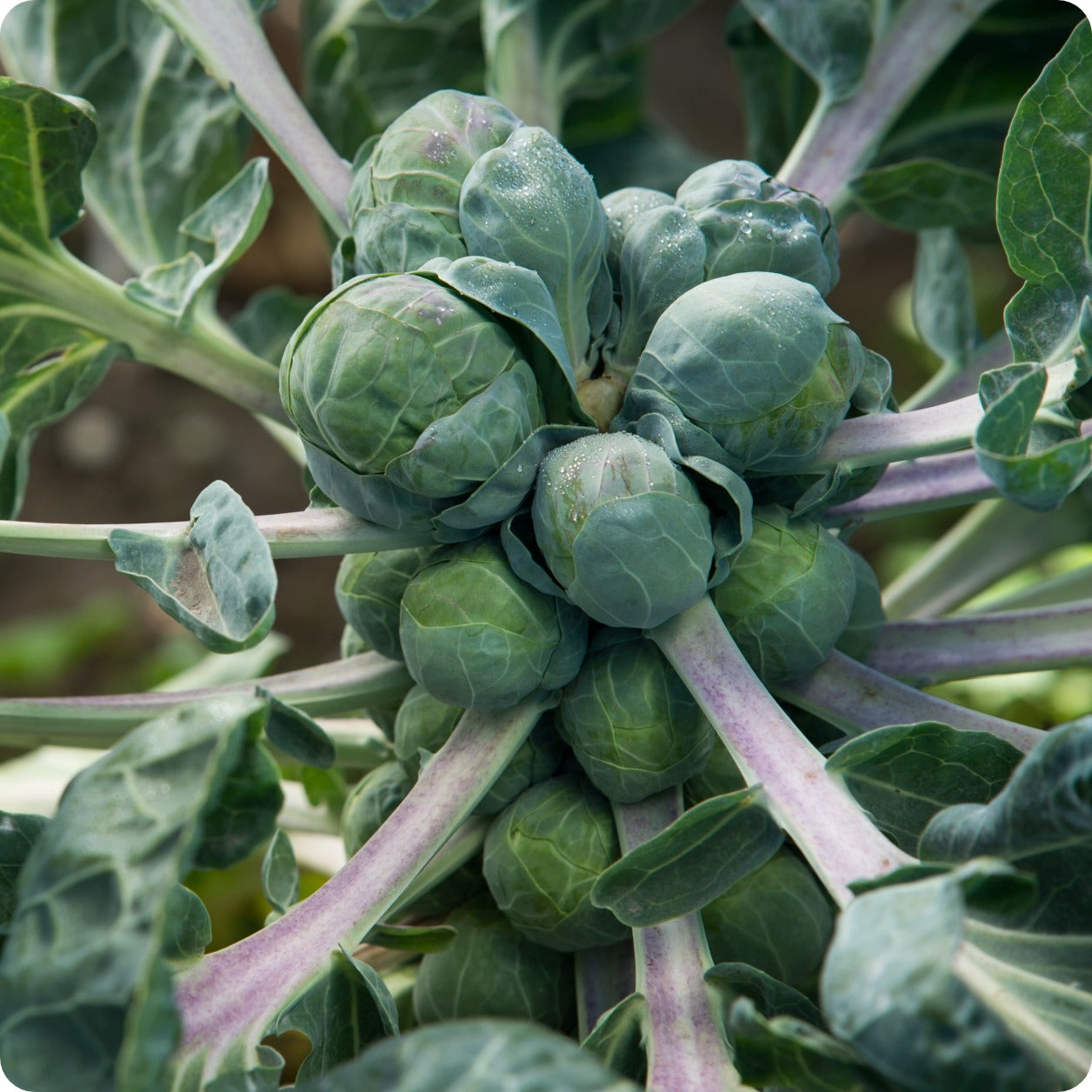 thumbnail interactive-video image 1 of Long Island Brussel Sprout Seeds – Organic, Non-GMO, Heirloom – Back To Nature Seed Co. 1 of 6