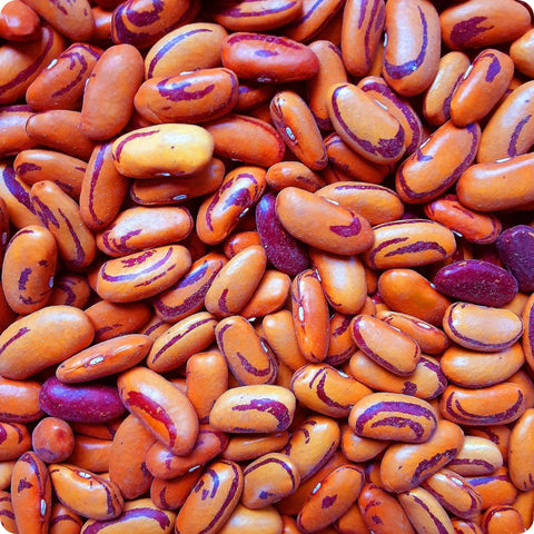 Bush Bean Seeds (Dry) - Tigers Eye