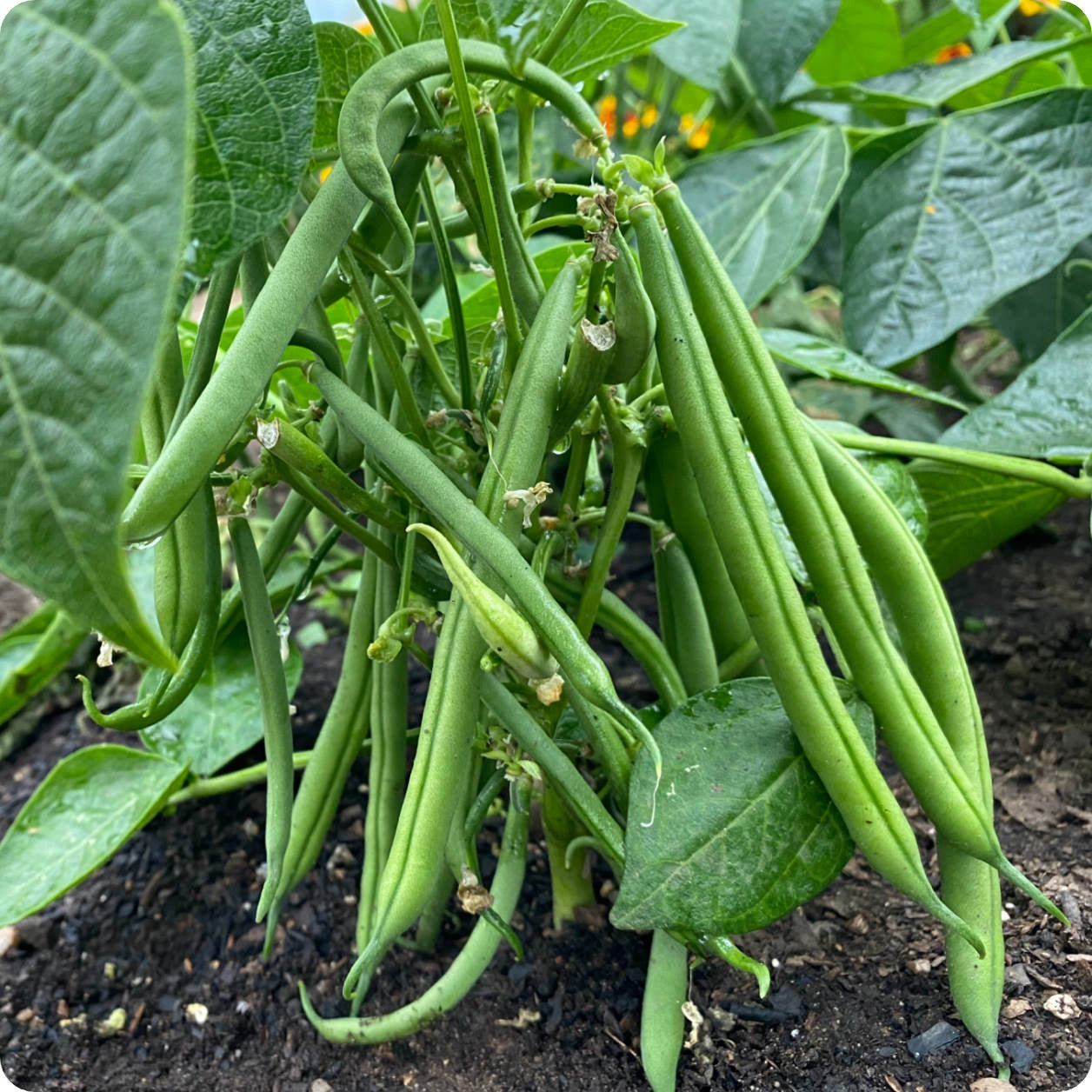 Green Bush Bean Varieties Blue Lake 274 Green Bean Seeds (Bush)