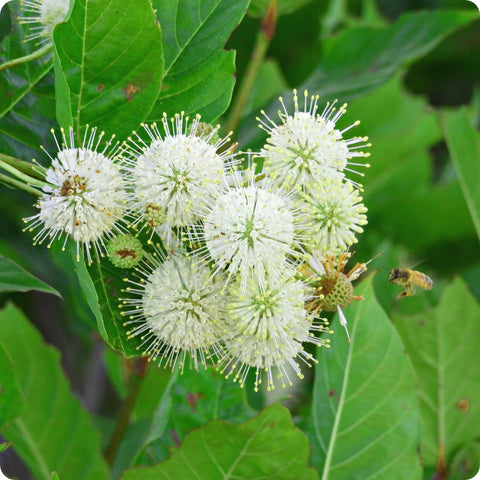 Eastern Buttonbush Seeds