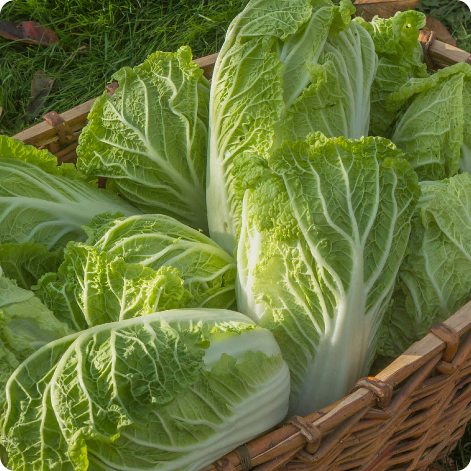 planting chinese cabbage seeds Cabbage Seeds