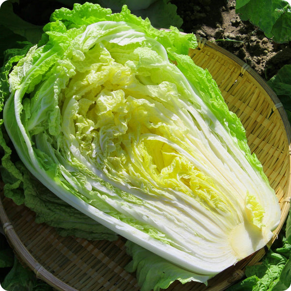 Japanese Cabbage Seeds - Kogane