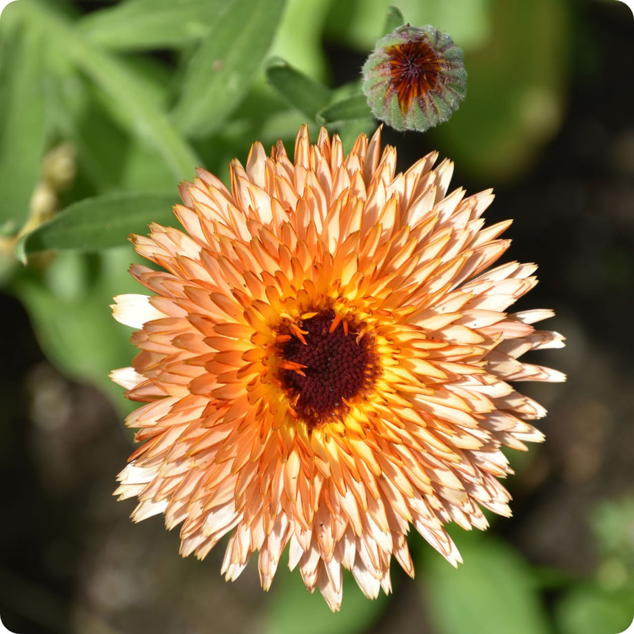 Calendula Seeds