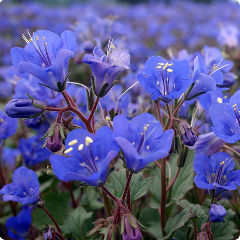 California Bluebell Flowers