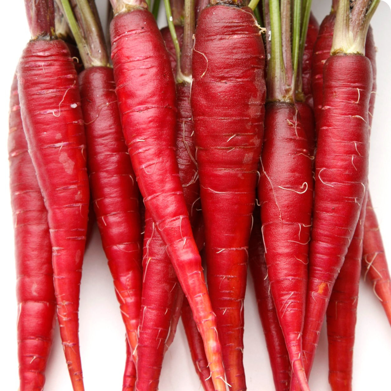 Atomic Red Carrot Seeds - Heirloom Untreated From Canada
