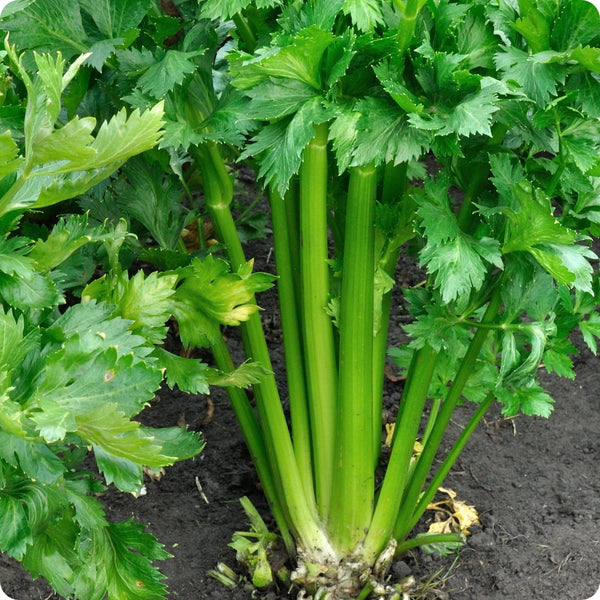 Celery Seeds - Utah