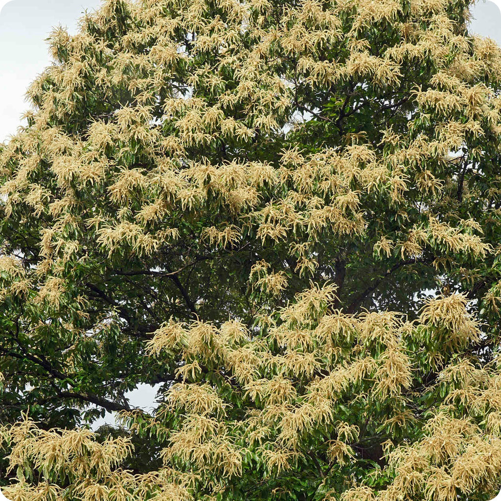 Chestnt Tree Chestnut Tree Seeds - American Chestnut – The Incredible Seed Company Ltd