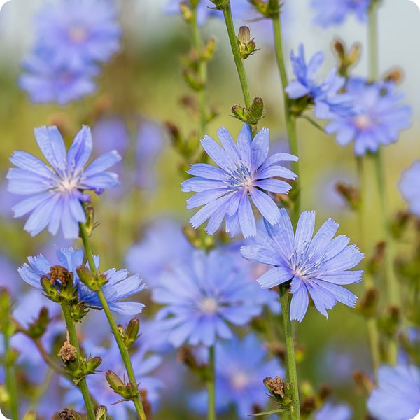 Chicory Seeds - Wild - Heirloom Untreated NON-GMO From Canada