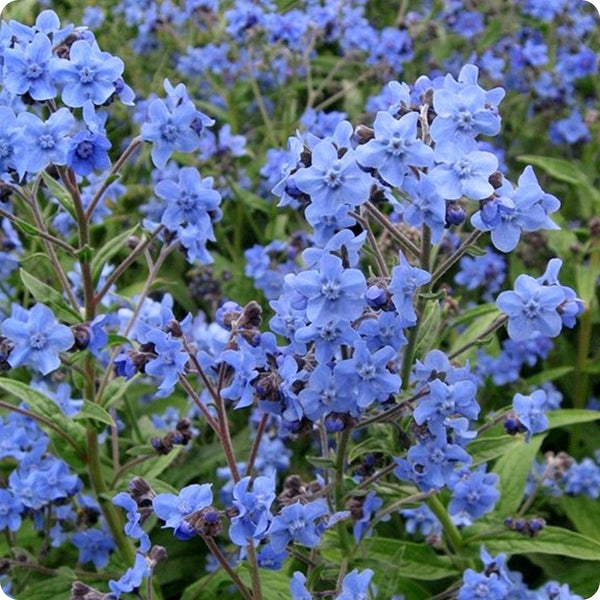 Forget-Me-Not Seeds - Chinese Forget-Me-Not