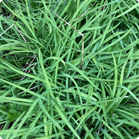 Chive Seeds - Garlic Chives