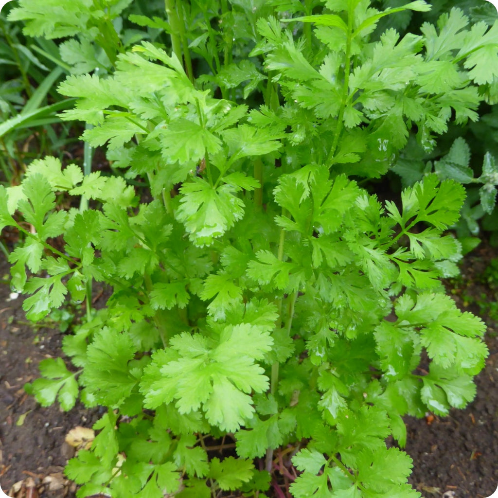 Cilantro Seeds Santo The Incredible Seed Company Ltd