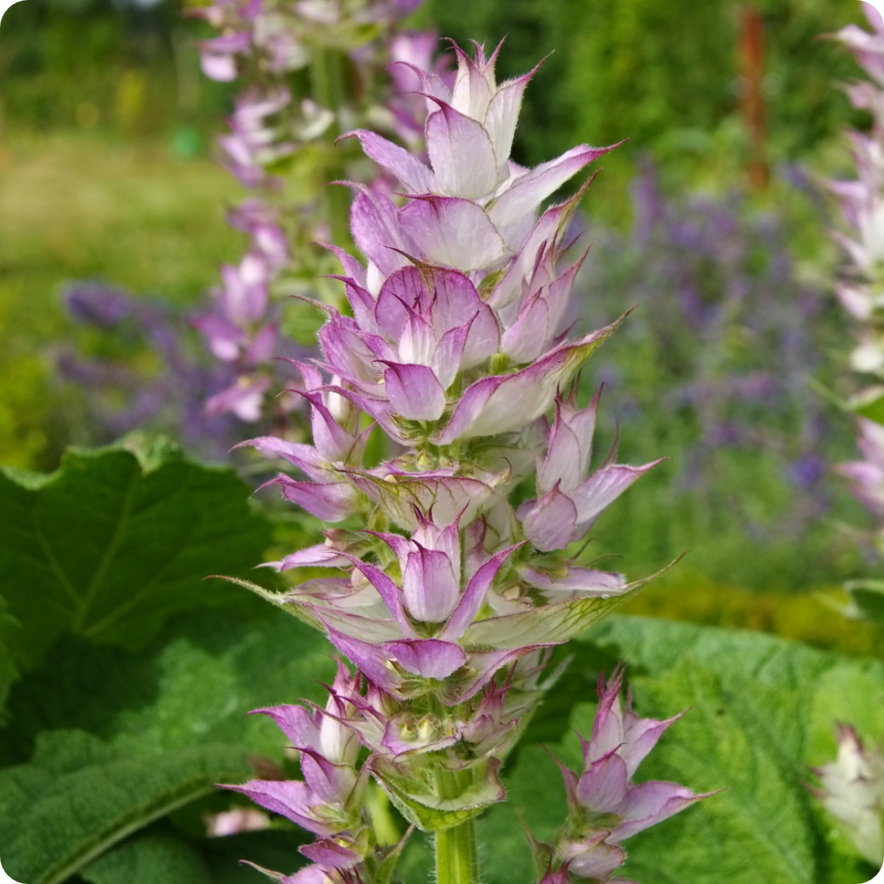 planting clary sage seeds Salvia Seeds