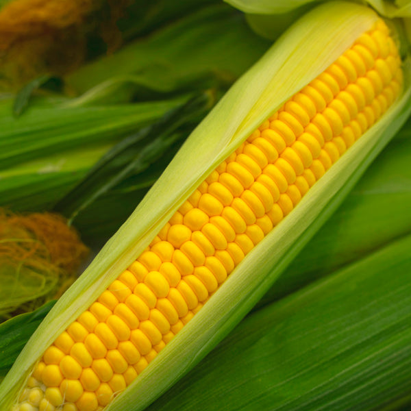 Corn Seeds - Golden Bantam