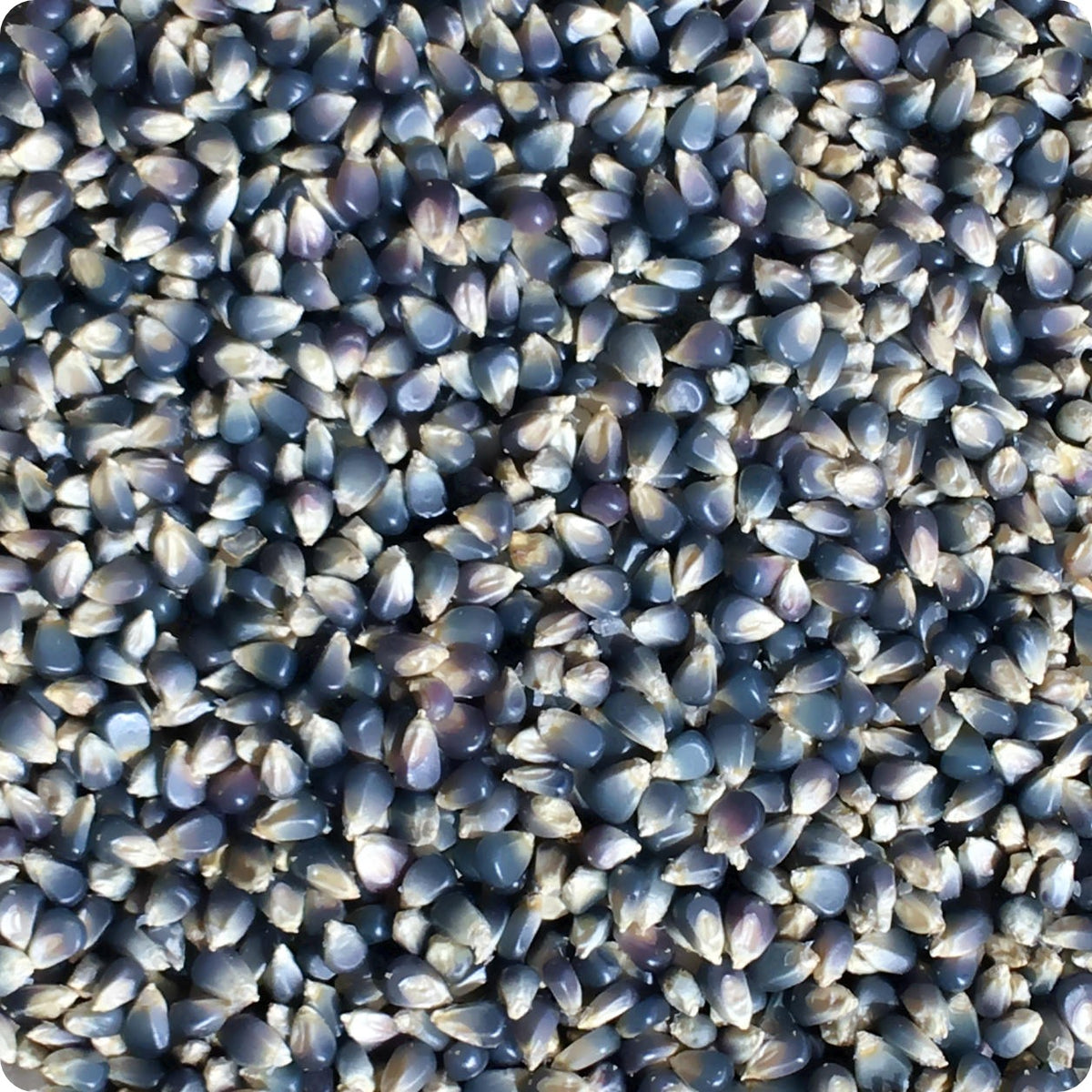 Corn Seeds - Miniature Blue Popcorn – The Incredible Seed Company Ltd