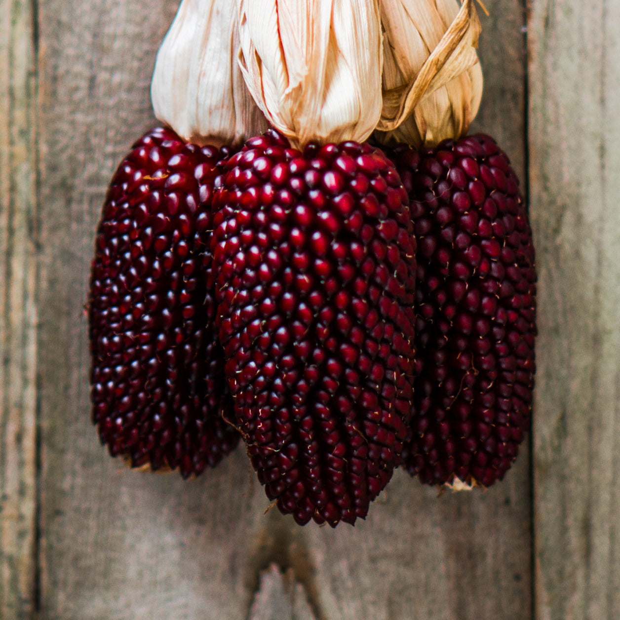 strawberry popcorn seed Corn Seeds