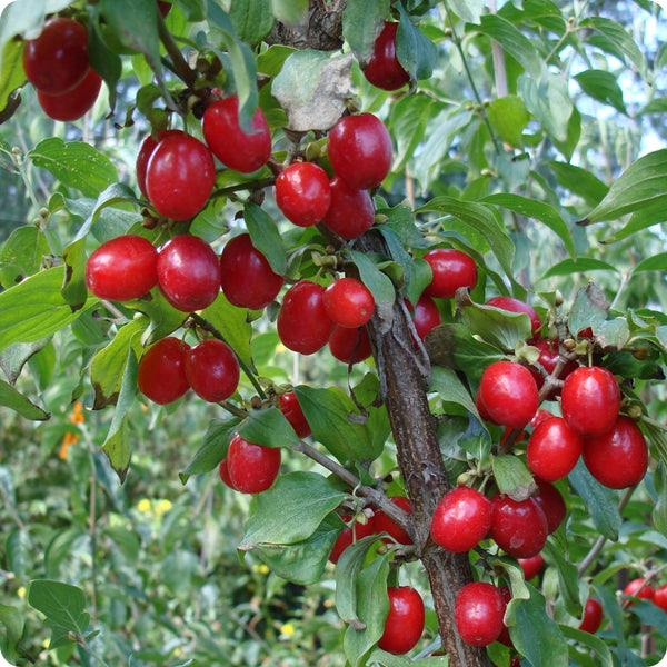 Dogwood Seeds, Cornelian Cherry
