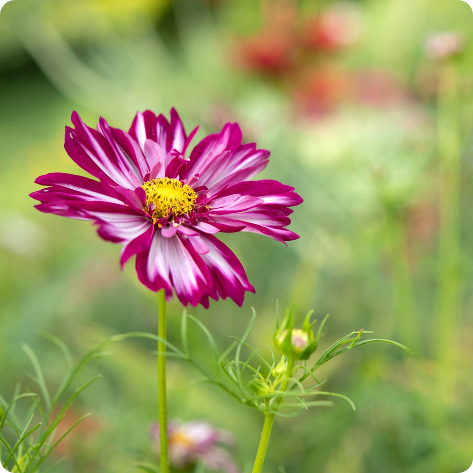 Cosmos Flower Seeds - Double Click Bicolour Violet – The