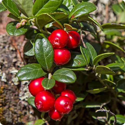 Cranberry Seeds, American Low Bush Cranberry