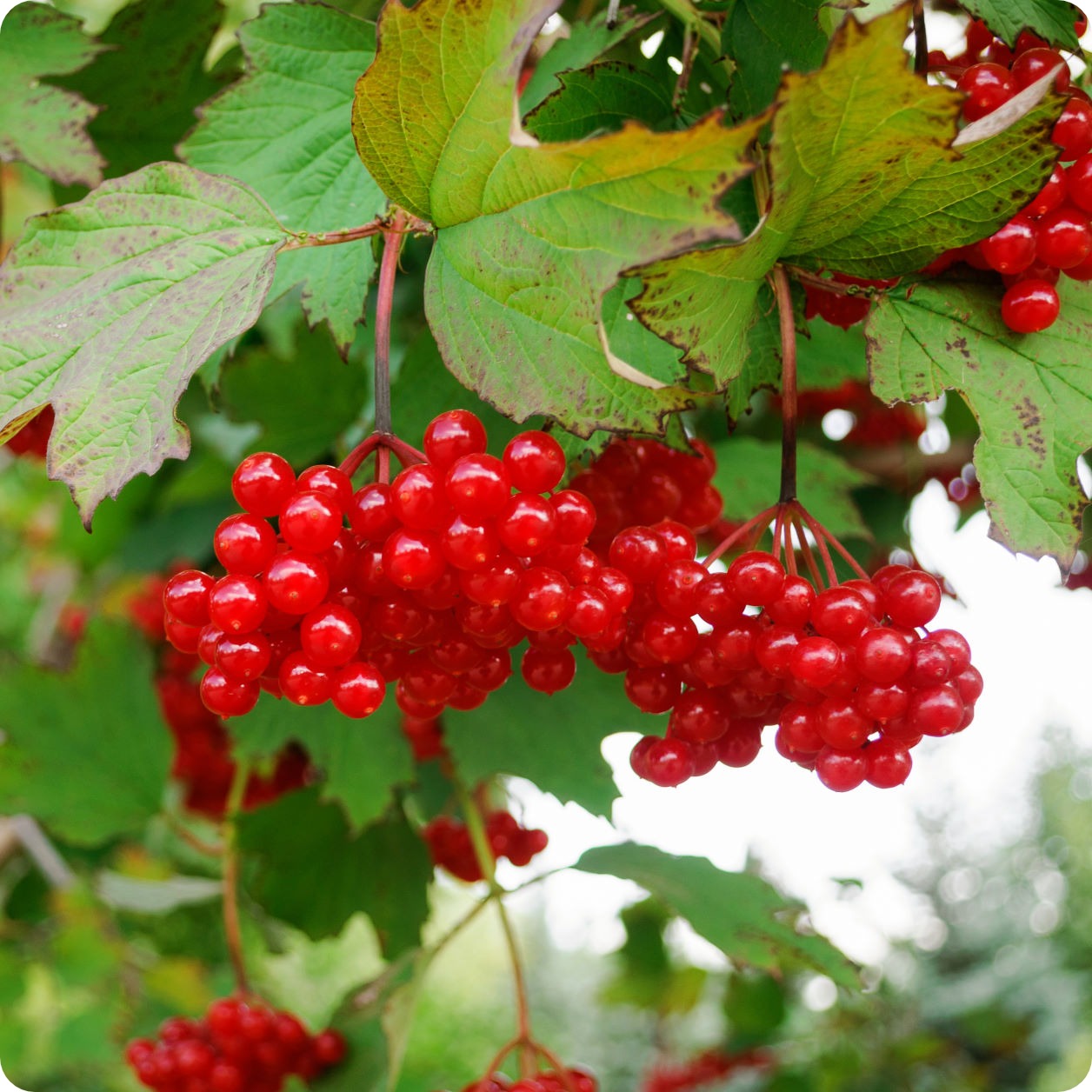 Are Highbush Cranberry Edible