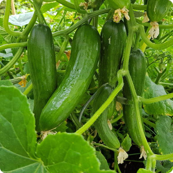 Tendergreen Burpless Cucumber Seeds Heirloom Untreated NONGMO From