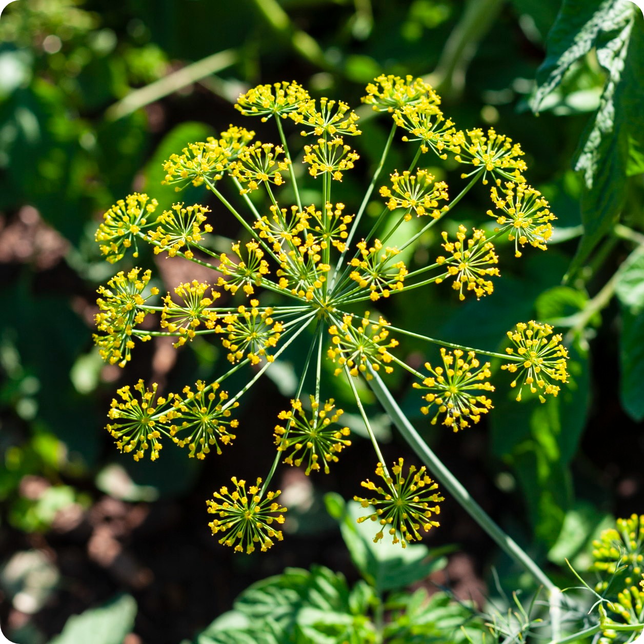 dill plant from seed Dill Seeds