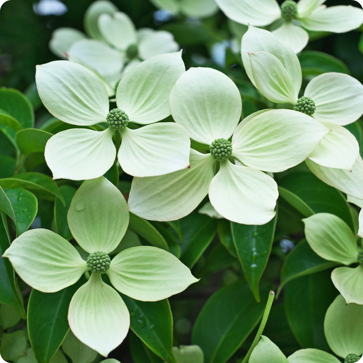 planting kousa dogwood from seed Dogwood Seeds