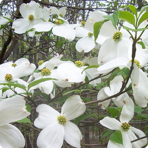 Dogwood Seeds, White Flowering