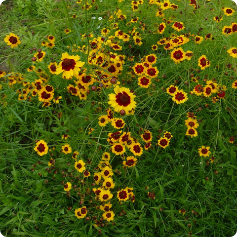 Dyer's Coreopsis Flower Seeds