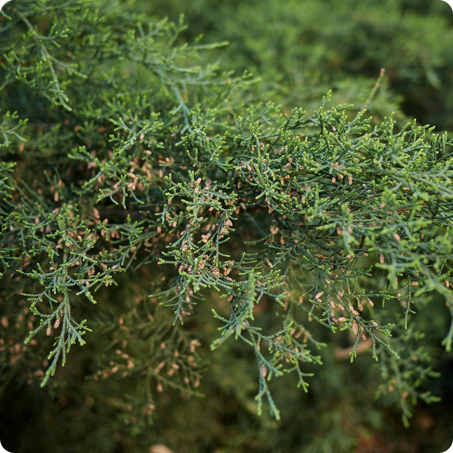 Cedar Tree Seeds