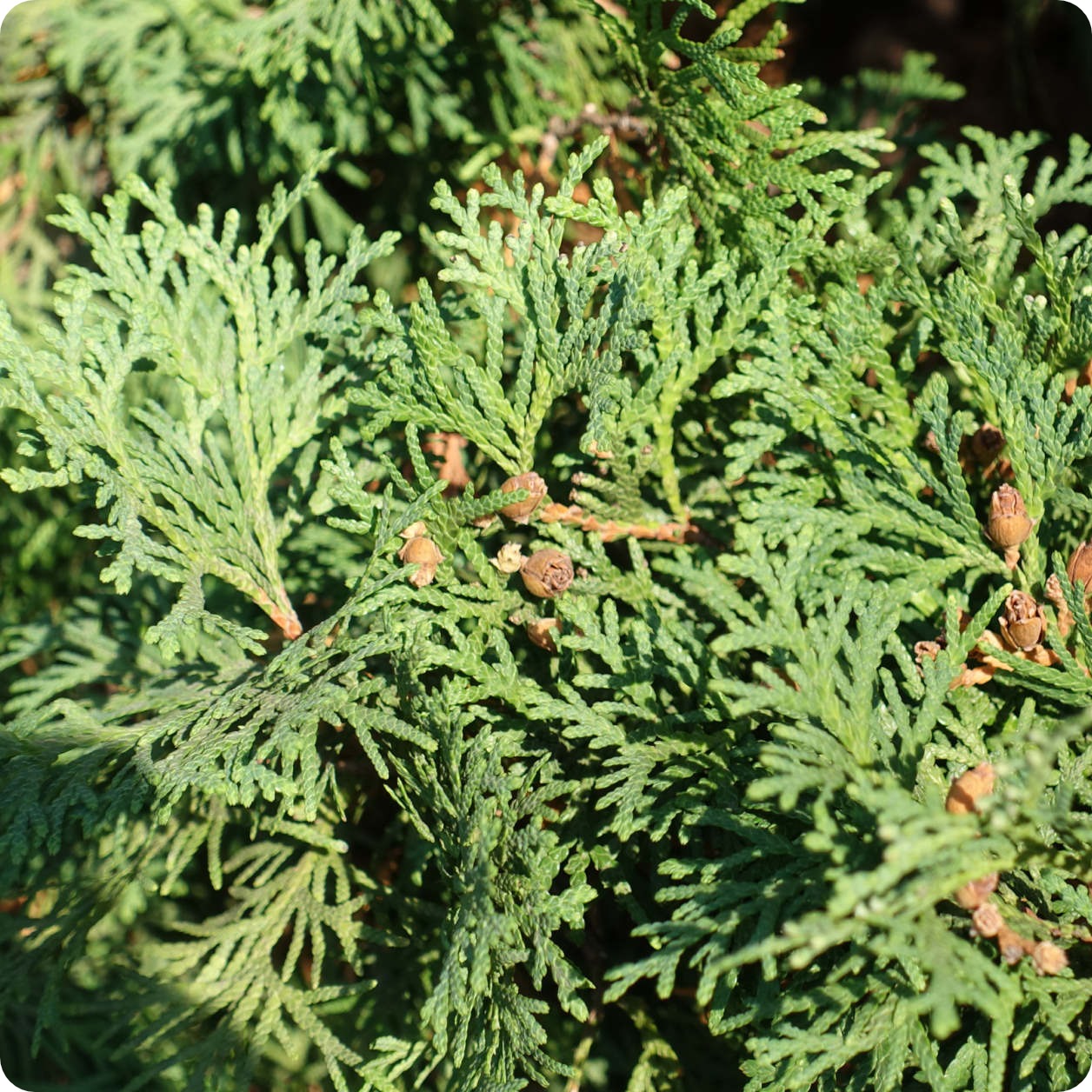 Cedar Tree Seeds, Eastern White Cedar – The Incredible Seed
