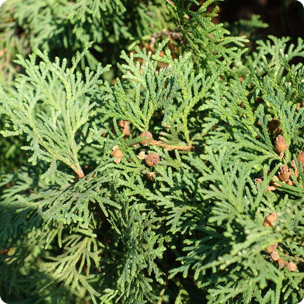 Cedar Tree Seeds, Eastern White Cedar