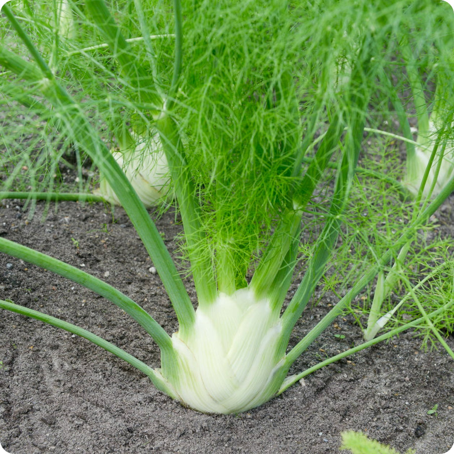 Fennel Seeds