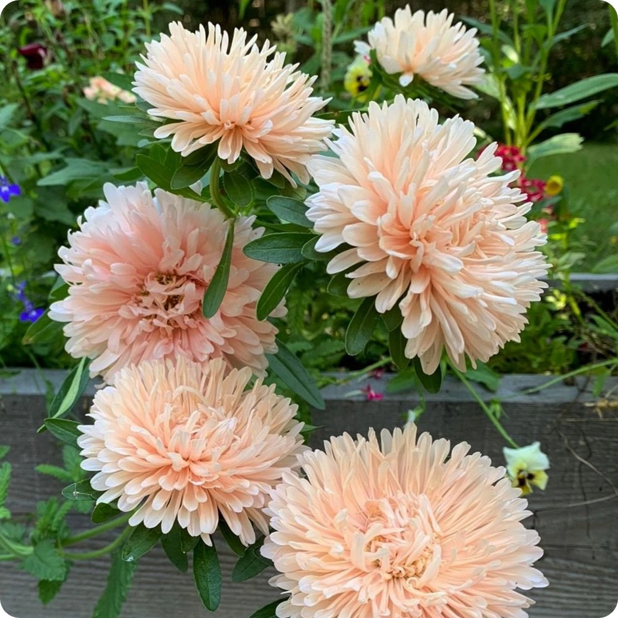 Aster Seeds King Size Apricot The Incredible Seed Company Ltd