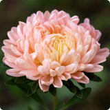 Aster - King Size Apricot