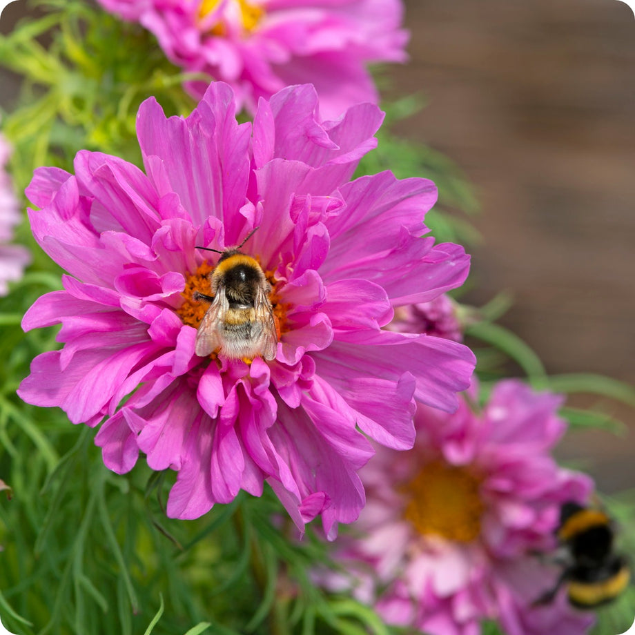 Cosmos Flower Seeds - Double Click Rose Bonbon – The Incredible