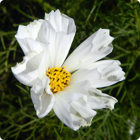 Cosmos Flower Seeds - White Pied Piper Blush