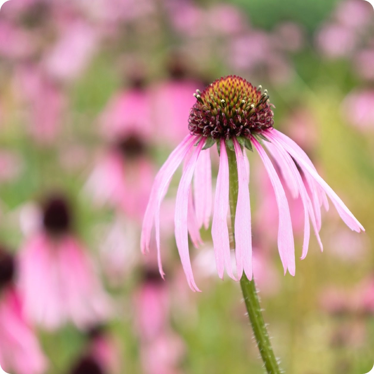 are echinacea seeds medicinal Echinacea Seeds