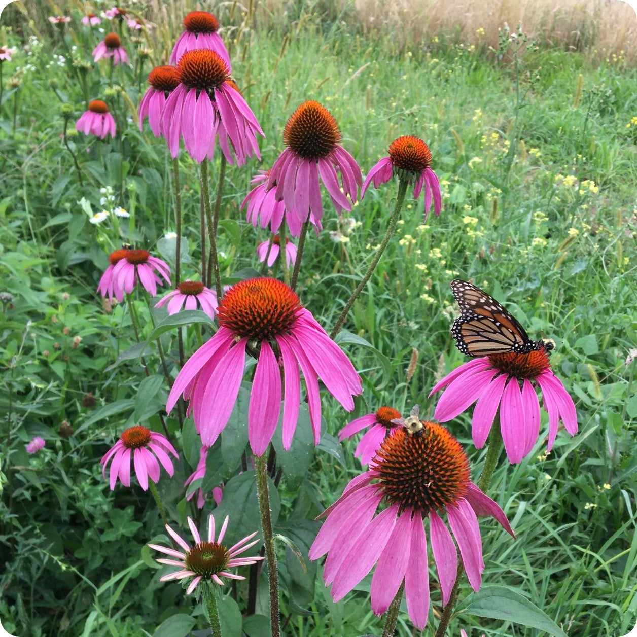 medicinal echinacea seeds Echinacea Seeds (Purple Cone Flower)