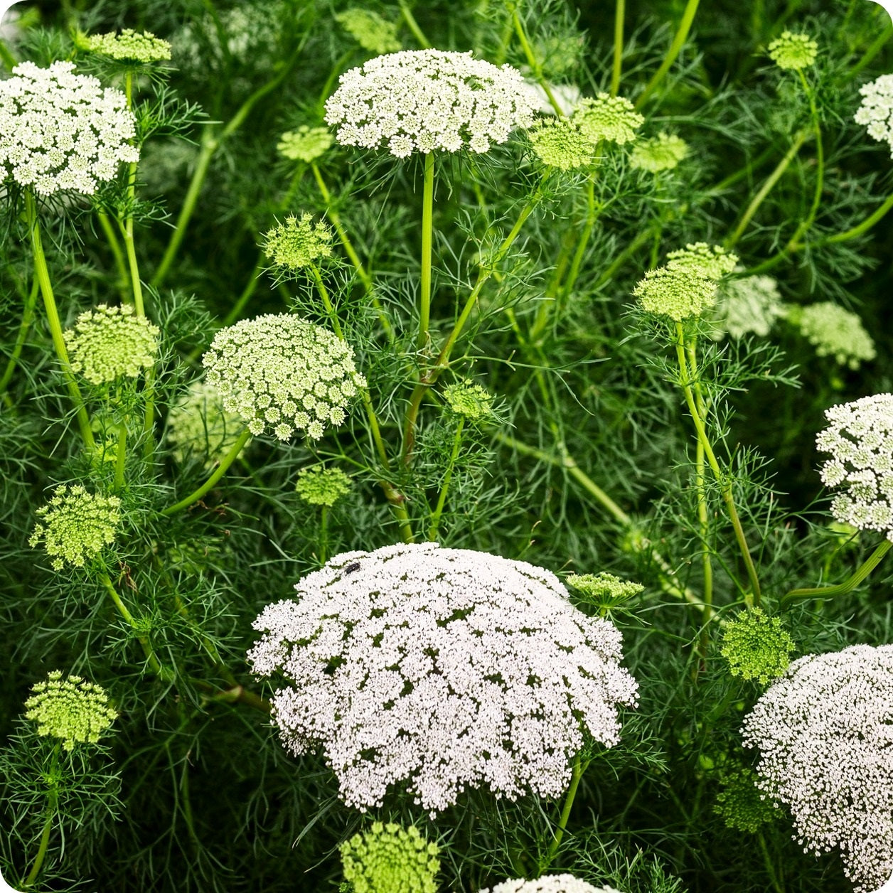 white lace flower seeds Laceflower Seeds