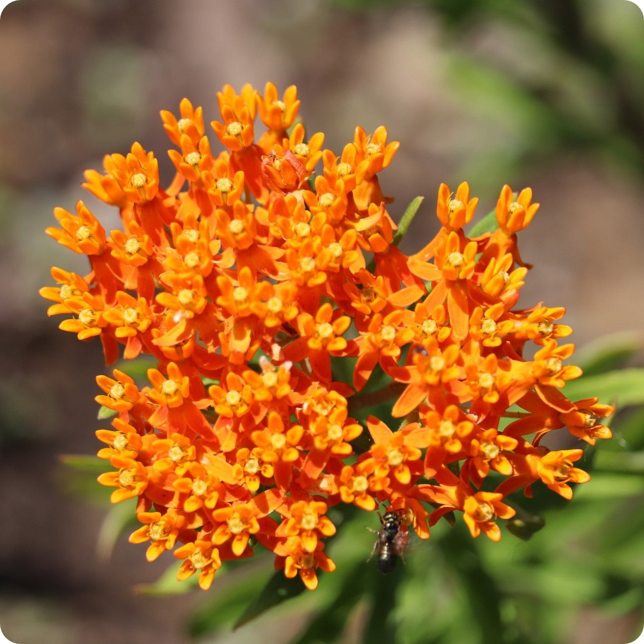 Butterfly Weed Seeds – Heirloom Untreated NON-GMO From Canada – The  Incredible Seed Company Ltd