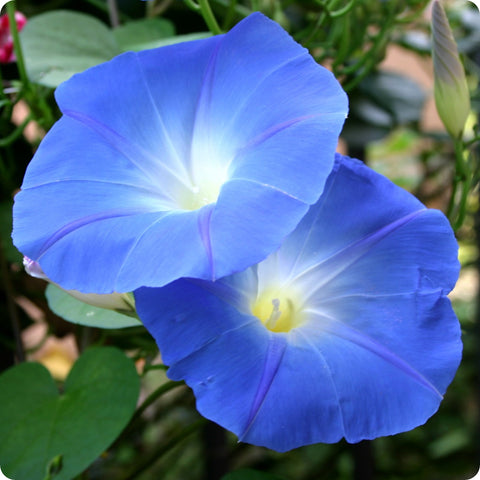 Morning Glory Flower Seeds - Heavenly Blue