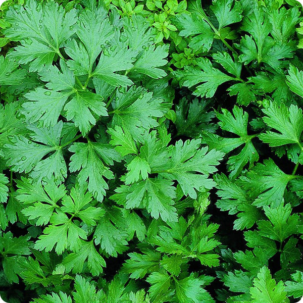 Parsley Seeds - Giant of Italy