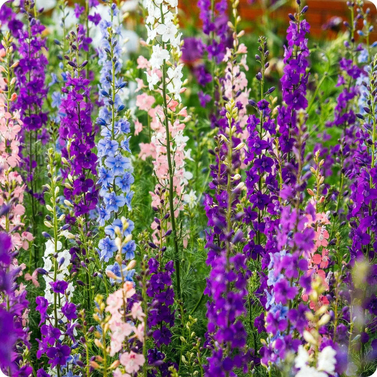 Larkspur Seeds Giant Blend The Incredible Seed Company Ltd Larkspur Seeds Giant Blend The Incredible Seed Company Ltd