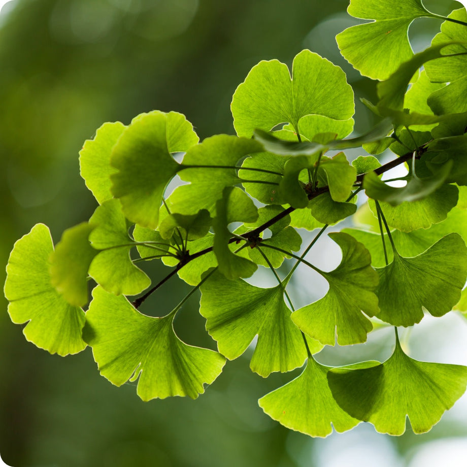 planting ginkgo biloba seeds Ginkgo Biloba Tree Seeds