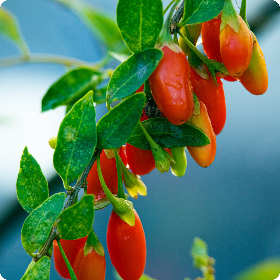 goji berry plant seeds Goji Berry Seeds – Heirloom Untreated NON-GMO From Canada – The Incredible  Seed Company Ltd