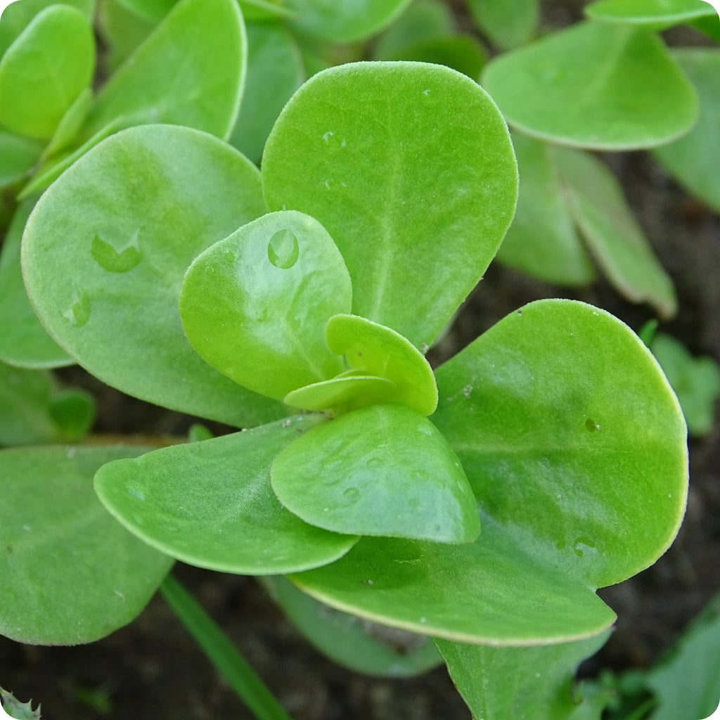 Purslane Seeds Golden The Incredible Seed Company Ltd